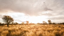 Linear Pull-back Abstract Timelapse Of A Typical Savanna Bushveld Landscape With Acacia Trees And Tall Grass And An African Sunset With Beautiful Scattered Clouds Available On Request.