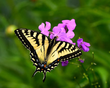 Eastern Swallowtail Butterfly Feeding On Pink Phlox Flowers