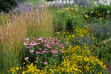 Field of wildflowers