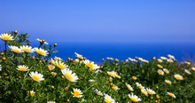 Daisies On The Background Of Blue Sea And Sky
