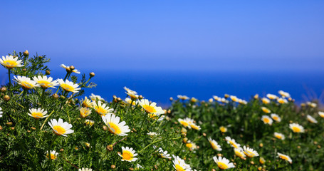 Daisies on the background of blue sea and sky