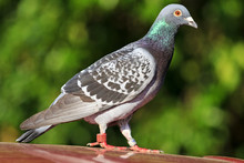 Mail Sport Pigeon With Rings On The Legs