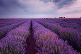 Fototapeta Krajobraz - Daily cloudy landscape with lavender in the summer at the end of June. Contrasting colors, beautiful clouds, dramatic sky.