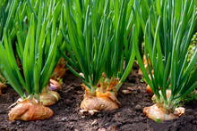 Close-up Of Onion Plantation In A Hothouse - Selective Focus