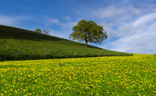 Yellow Flowers Field And Tree Under Blue Sky