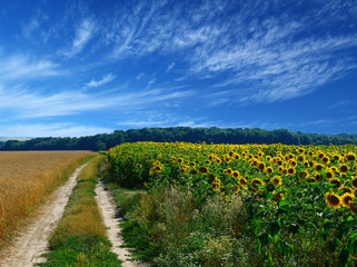 Poster - road in field