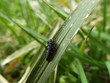ナナホシテントウ 幼虫 larva of the ladybug