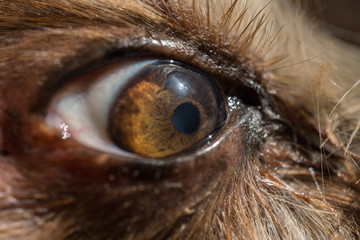 dog's eye macro detail, Yorkshire Terrier brown dog close-up Yorkshire Terrier brown color doggie. Expressive doggy look