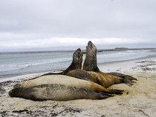  Duel Between Two Male South Elephant Seal, Mirounga Leonina, Sea Lion Island, Falkland  - Malvinas
