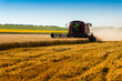 red combine harvester harvesting wheat