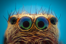 Extreme Magnification - Jumping Spider Portrait, Front View
