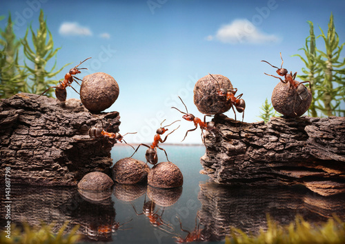Fotomural team of ants work constructing dam, teamwork