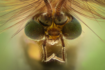 extreme magnification - mosquito head, chironomus, front view