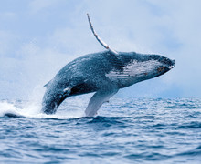 Humpback Whale (Megaptera Novaeangliae), Breaching Off Coast Of Puerto Lopez, Ecuador