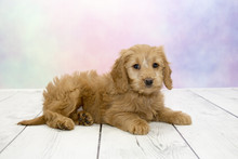 Goldendoodle Puppy On Colorful Spring Background