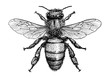Bee illustration, drawing, engraving, ink, line art, vector
