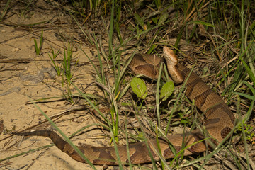 Wall Mural - Southern Copperhead