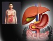 © Science RF - Female digestive system, illustration