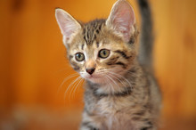 Striped Kitten On A Wooden Background