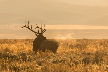 bull elk bugling at sunrise