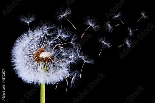 Dandelion blowing on black background Slika na platnu