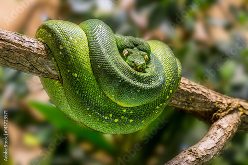 Fotografía Eine grüne Pythonschlange an einem Ast.