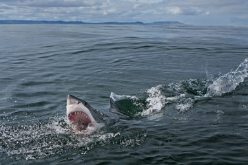 Great white shark, Carcharodon carcharias, South Africa