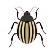 Potato beetle - bug beetle family, dangerous pest of potato and other nightshade crops