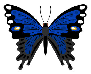 Blue butterfly - beautiful  insect, one of the most famous and popular in the world