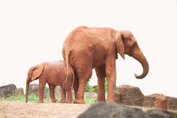 Elephants are large mammals of the family Elephantidae and the order Proboscidea.