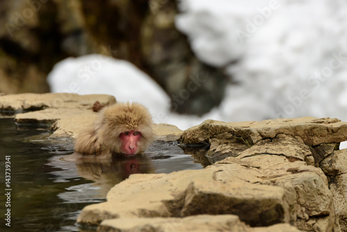 雪の中で温泉につかる猿たち Stock 写真 Adobe Stock