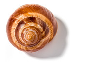 Single Snail Shell, Escargot De Bourgogne, With Shadow, Isolated On White Background