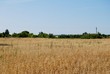 © st_fox - A peaceful sky over an oat field