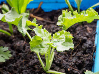 Fried kale is growing