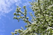 © Ridvan - blossom is Spirit of spring