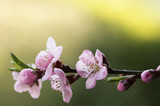 Fototapeta Kwiaty - Kwitnąca wiśnia na zielonym tle