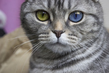 A Cat With Heterochromia