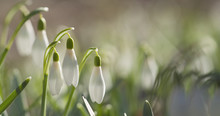 White Snowdrops In Sunny Spring Morning Closeup, 4k Photo
