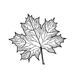 hand drawn maple leaf isolated