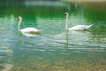 Two swans on Bundek lake in Zagreb, Croatia, in spring, green water surface