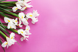 Fototapeta Tulipany - White iris flowers on pink background