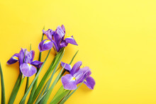 Purple Iris Flowers On Yellow Background