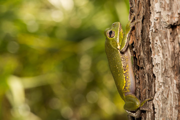 Wall Mural - Barking Tree Frog