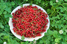 Fresh Red Sweet Currant Berries On Plate On Green Field Grass