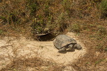 A Gopher Tortoise Emerging From It's Burrow.