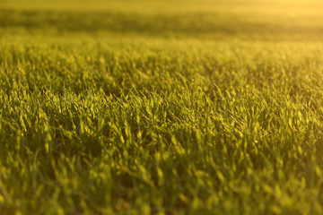 green fields of wheat in spring. fresh green wheat grass in sunlight. young wheat. green spring meadow. green grass background.