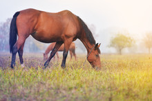 A Horse Is Grazing In A Meadow