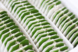 Bunch of tea bags of green tea in a box close-up