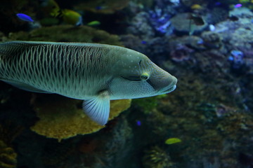 Wall Mural - the colorful fish in aquarium