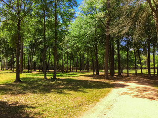 Wall Mural - Trail urban park